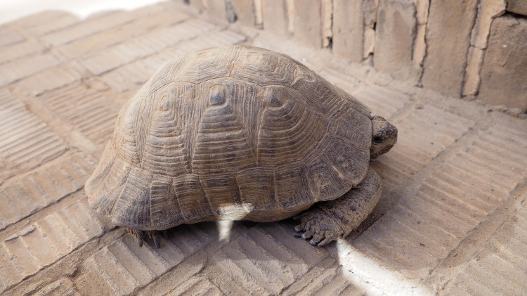 yazd-travel-blog-iran-solo-backpack-guide