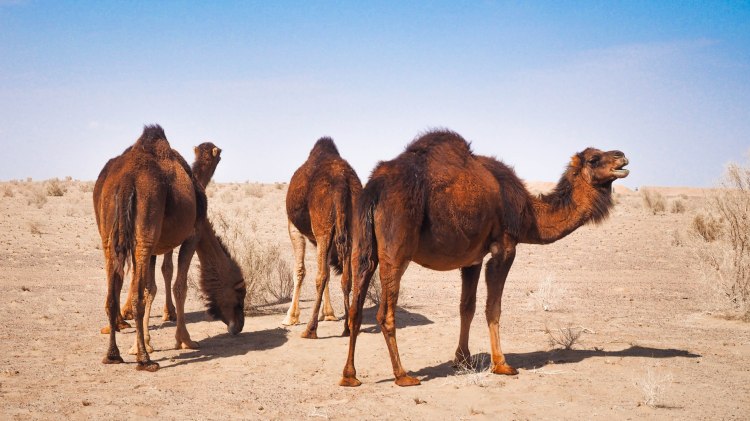 iran-travel-blog-maranjab-desert-kashan-solo-backpacking