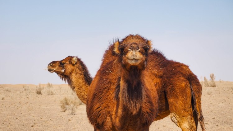 iran-travel-blog-maranjab-desert-kashan-solo-backpacking