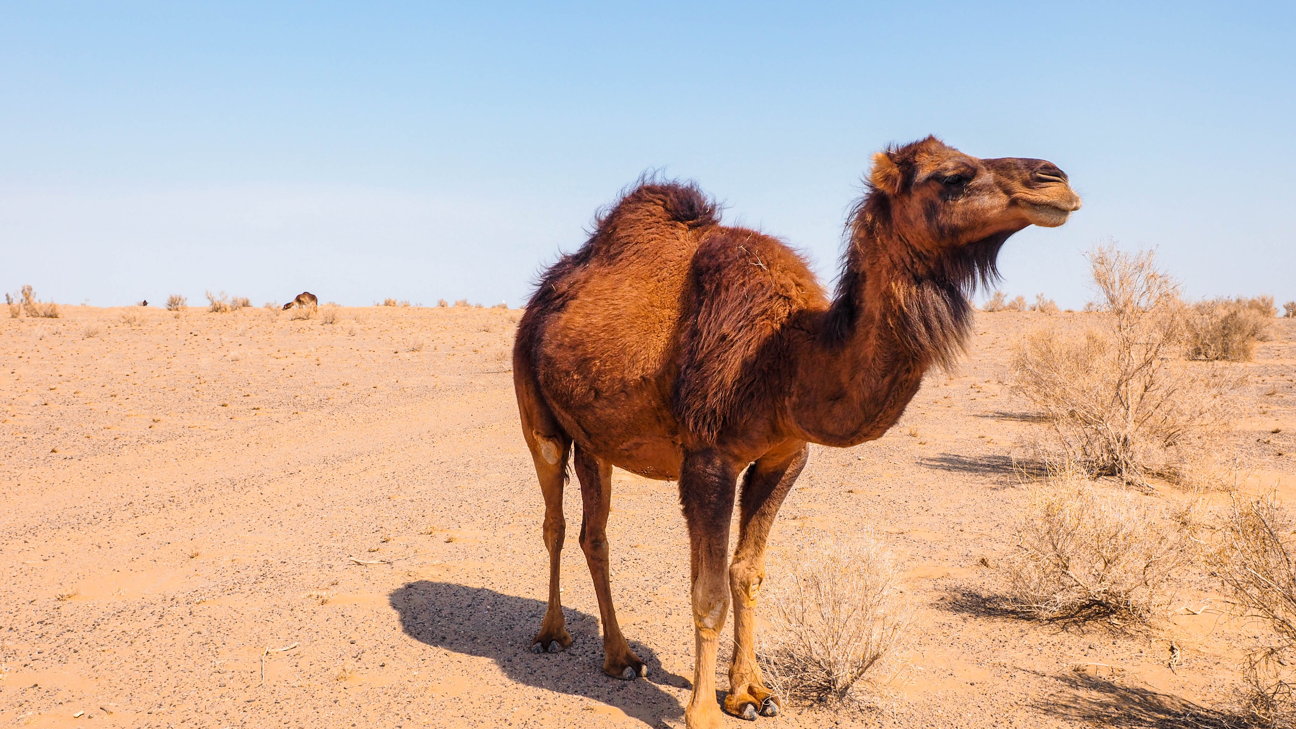 iran-travel-blog-maranjab-desert-kashan-solo-backpacking