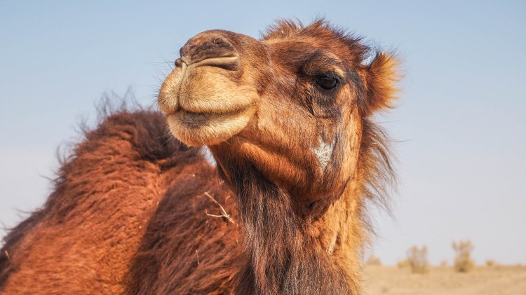 iran-travel-blog-maranjab-desert-kashan-solo-backpacking