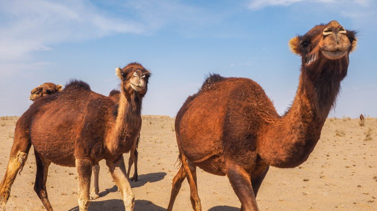 iran-travel-blog-maranjab-desert-kashan-solo-backpacking