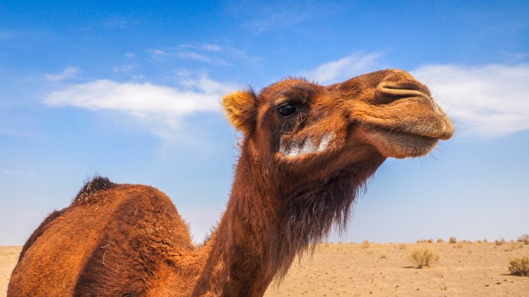 iran-travel-blog-maranjab-desert-kashan-solo-backpacking