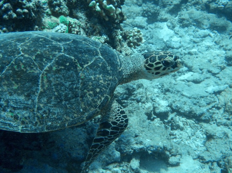 maldives-travel-blog-2017