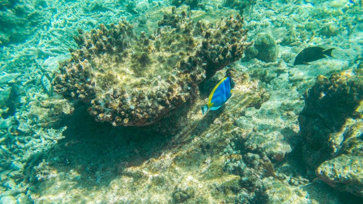 maldives-travel-blog-kandolhu-turtle-underwater-snorkelling