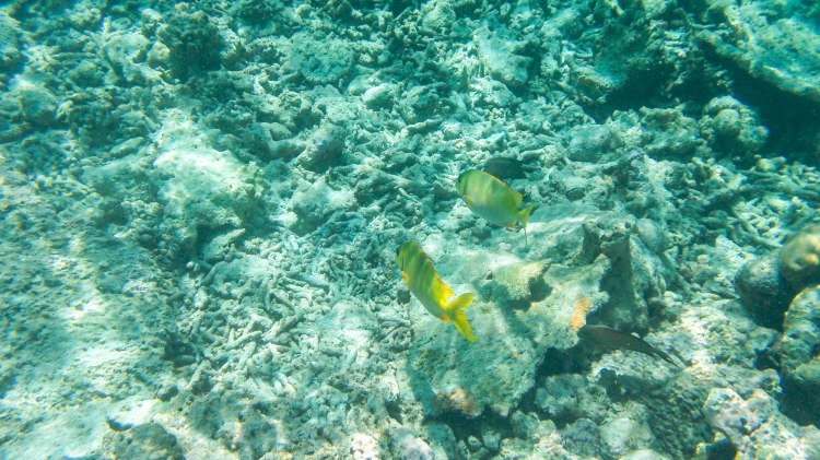 maldives-travel-blog-kandolhu-turtle-underwater-snorkelling