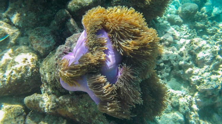 maldives-travel-blog-kandolhu-turtle-underwater-snorkelling