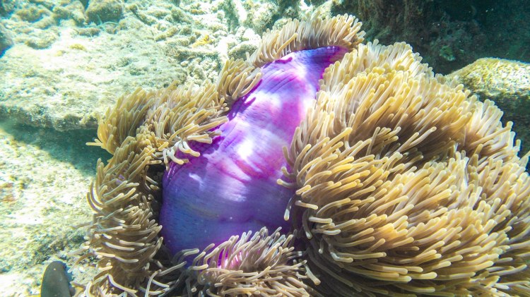 maldives-travel-blog-kandolhu-turtle-underwater-snorkelling