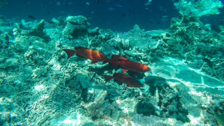 maldives-travel-blog-kandolhu-turtle-underwater-snorkelling