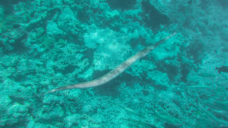 maldives-travel-blog-kandolhu-turtle-underwater-snorkelling