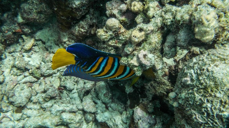 maldives-travel-blog-kandolhu-turtle-underwater-snorkelling