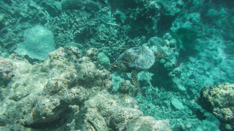 maldives-travel-blog-kandolhu-turtle-underwater-snorkelling