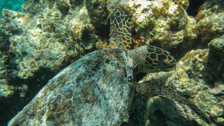 maldives-travel-blog-kandolhu-turtle-underwater-snorkelling