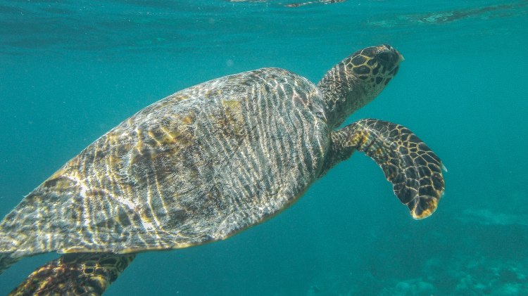 maldives-travel-blog-kandolhu-turtle-underwater-snorkelling