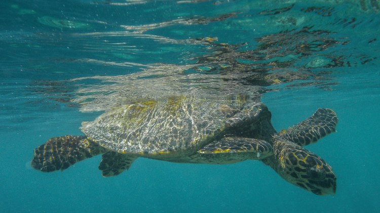 maldives-travel-blog-kandolhu-turtle-underwater-snorkelling