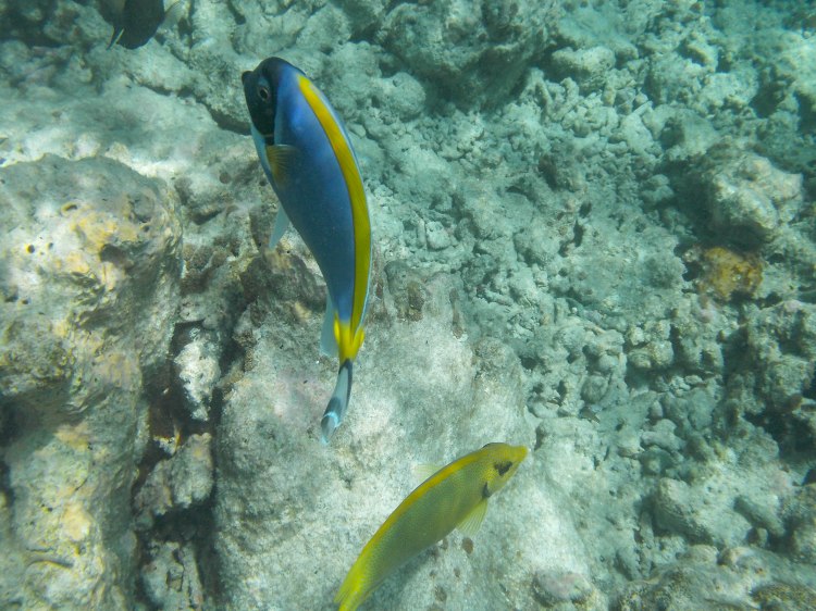 maldives-travel-blog-kandolhu-turtle-underwater-snorkelling