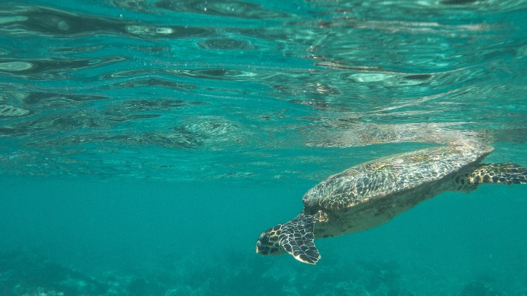 maldives-travel-blog-kandolhu-turtle-underwater-snorkelling