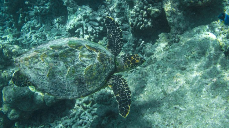 maldives-travel-blog-kandolhu-turtle-underwater-snorkelling