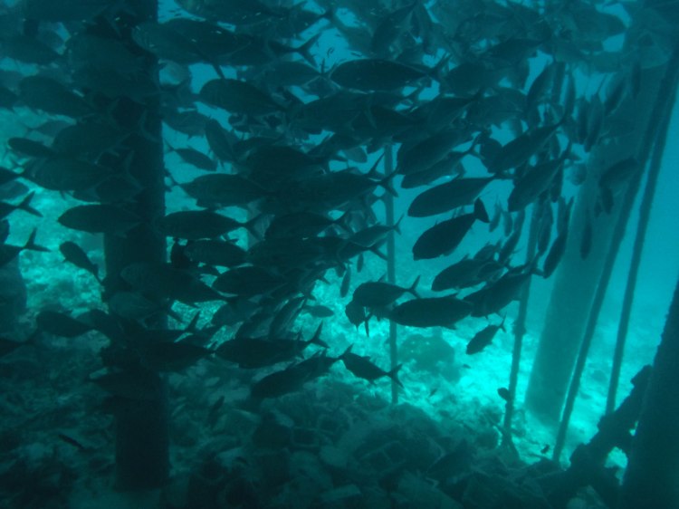 maldives-travel-blog-kandolhu-turtle-underwater-snorkelling