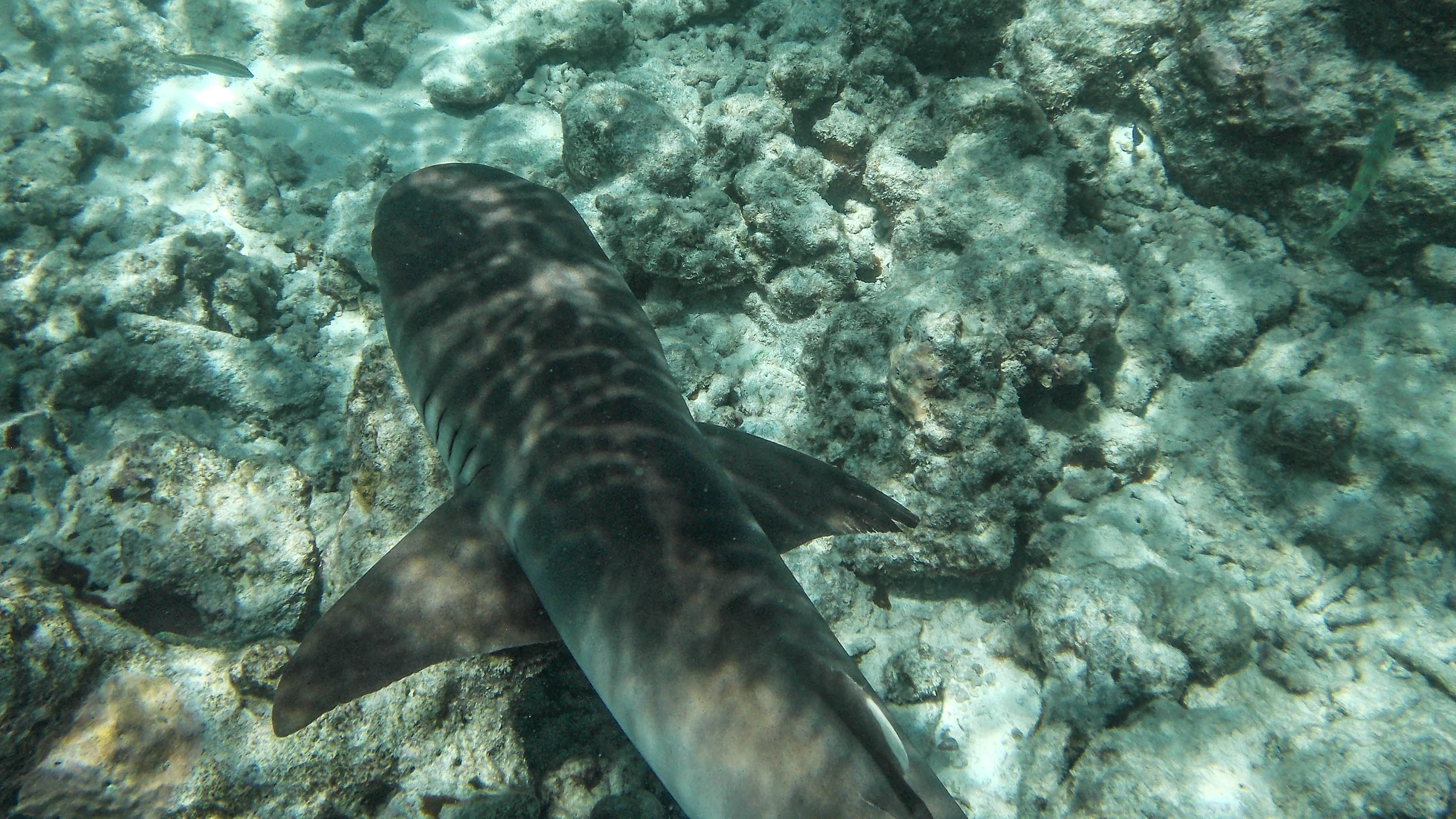 maldives-travel-blog-kandolhu-turtle-underwater-snorkelling