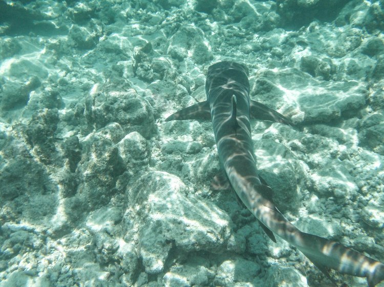 maldives-travel-blog-kandolhu-turtle-underwater-snorkelling