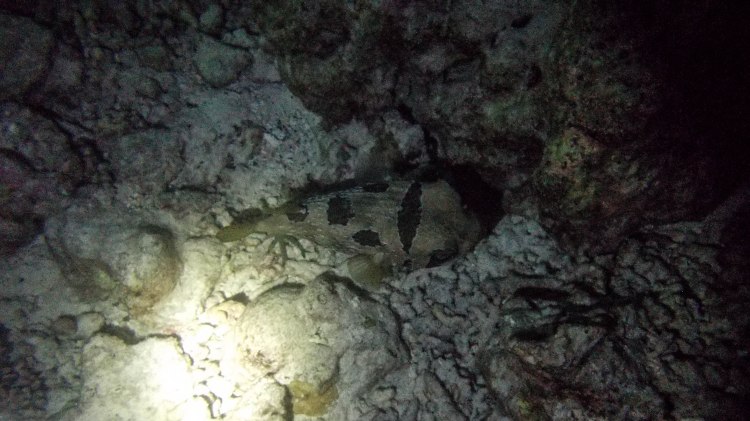 maldives-travel-blog-kandolhu-turtle-underwater-snorkelling