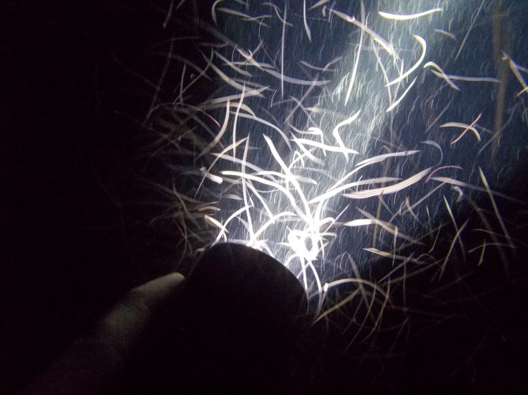 maldives-travel-blog-kandolhu-turtle-underwater-snorkelling