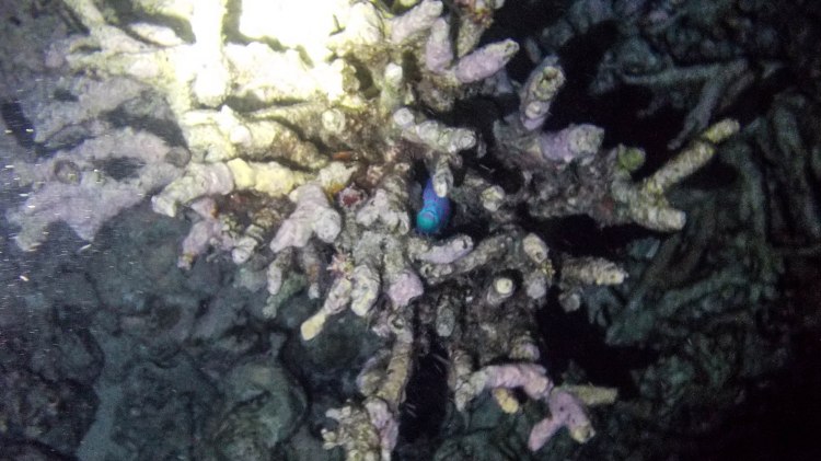 maldives-travel-blog-kandolhu-turtle-underwater-snorkelling