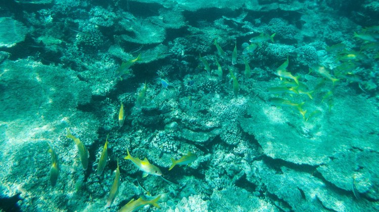 maldives-travel-blog-soneva-fushi-underwater-snorkelling