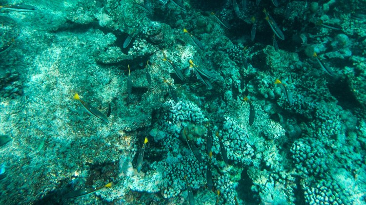 maldives-travel-blog-soneva-fushi-underwater-snorkelling