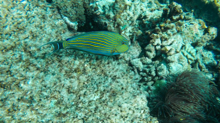 maldives-travel-blog-soneva-fushi-underwater-snorkelling