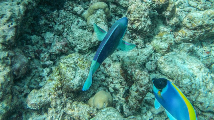 maldives-travel-blog-soneva-fushi-underwater-snorkelling