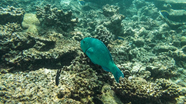 maldives-travel-blog-soneva-fushi-underwater-snorkelling