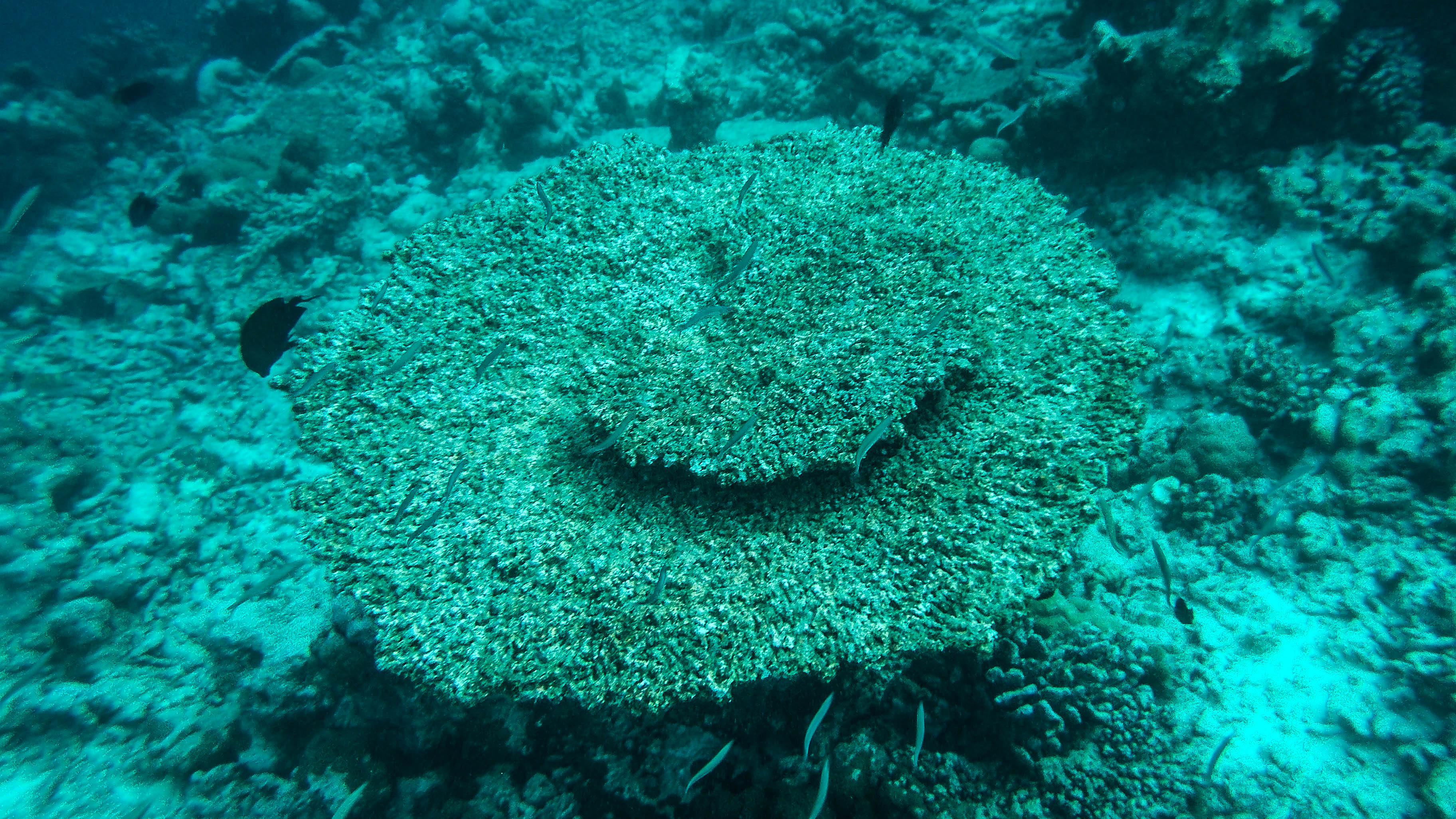 maldives-travel-blog-soneva-fushi-underwater-snorkelling