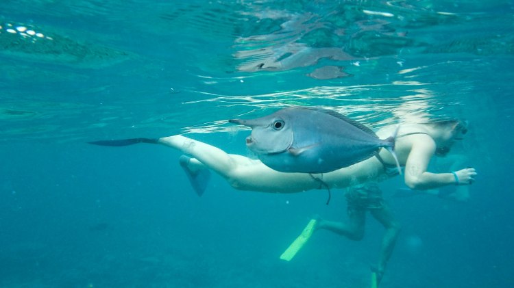 maldives-travel-blog-soneva-fushi-underwater-snorkelling