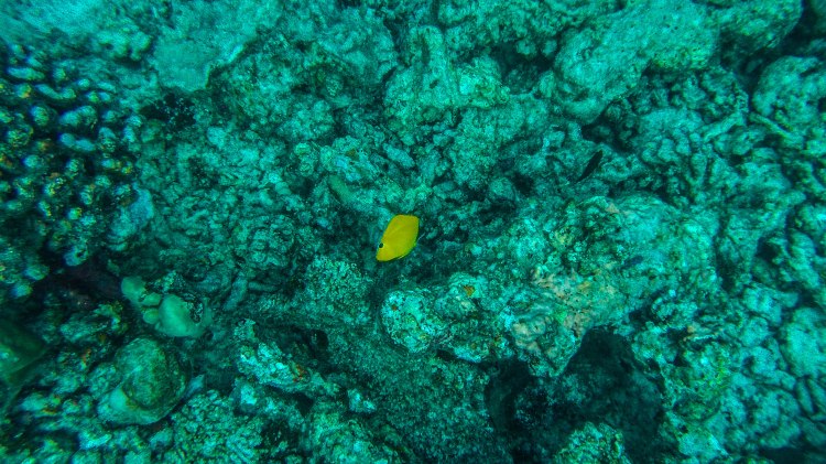 maldives-travel-blog-soneva-fushi-underwater-snorkelling