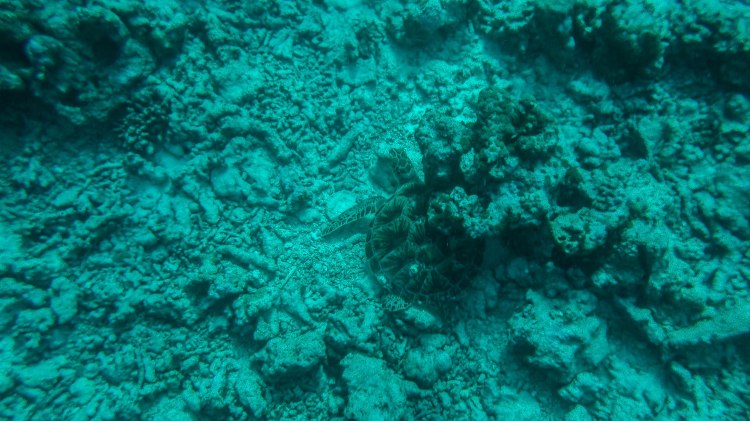 maldives-travel-blog-soneva-fushi-underwater-snorkelling