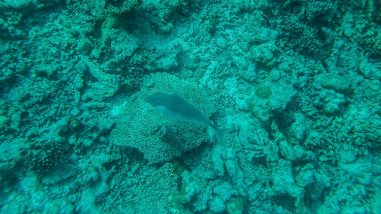 maldives-travel-blog-soneva-fushi-underwater-snorkelling