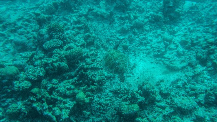 maldives-travel-blog-soneva-fushi-underwater-snorkelling