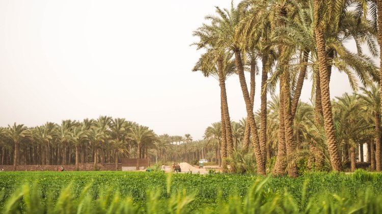 cairo-solo-travel-blog-female-egypt-backpacker