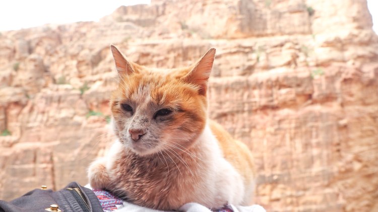 How to hike the 'Secret Trail' to above the Treasury in Petra