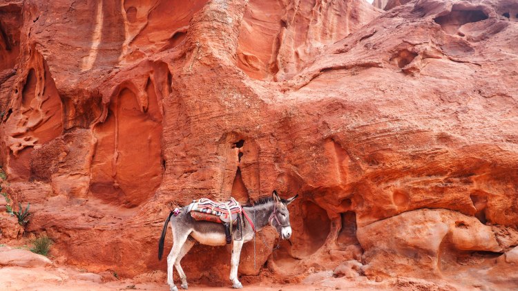 How to hike the 'Secret Trail' to above the Treasury in Petra