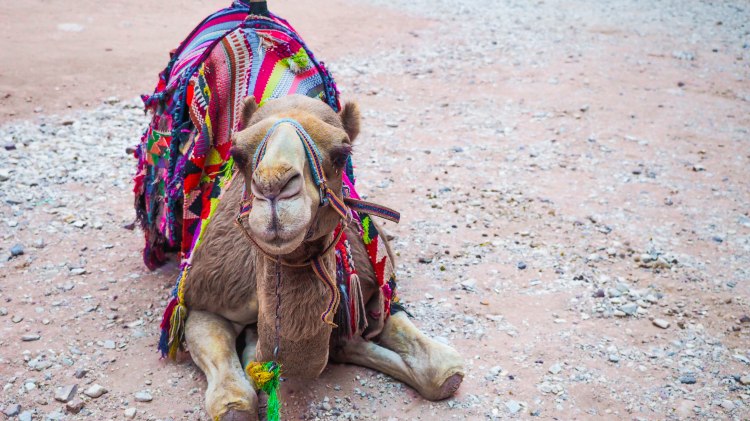 Visiting the Treasury at Petra solo (and having it all to yourself)