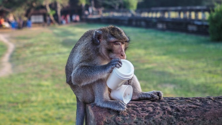 angkor-wat-siem-reap-sunrise-travel-blog-cambodia-budget-backpacking-solo