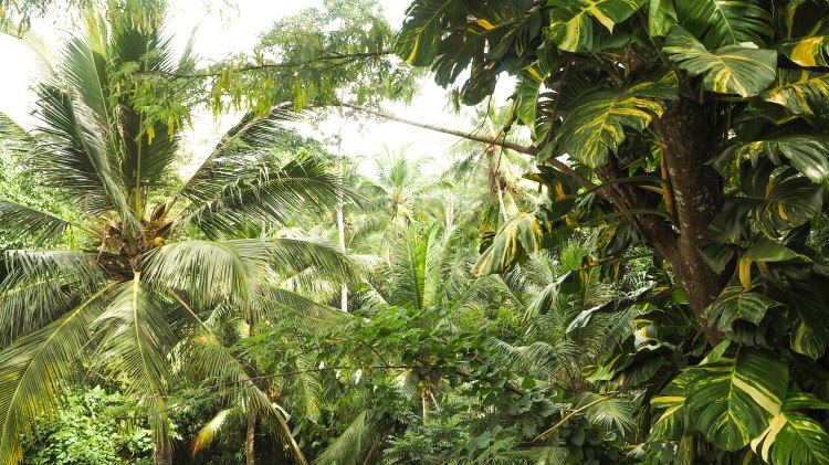 bali-ubud-travel-blog-jungle-retreat-kupu-kupu-barong-luxury-backpacking-solo