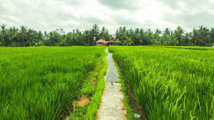 bali-ubud-travel-blog-jungle-retreat-kupu-kupu-barong-luxury-backpacking-solo-rice-fields