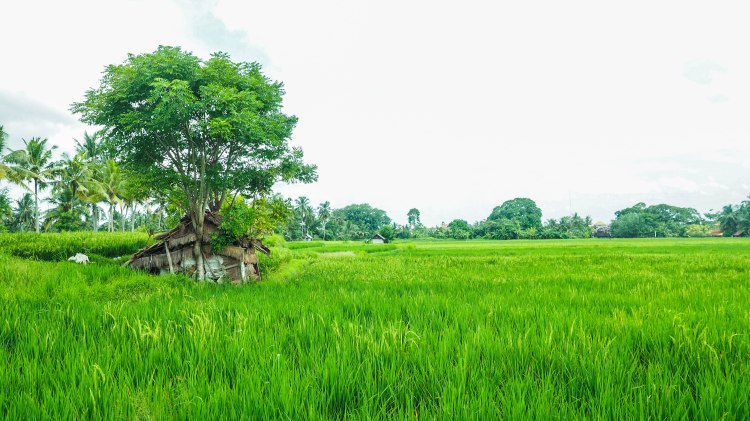 bali-ubud-travel-blog-jungle-retreat-kupu-kupu-barong-luxury-backpacking-solo-rice-fields