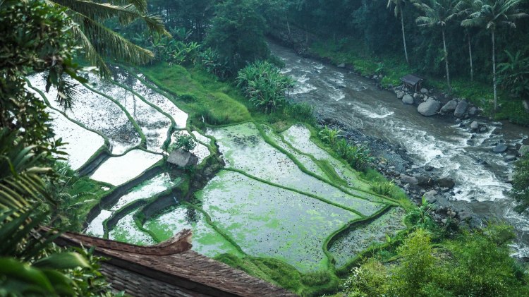 bali-ubud-travel-blog-jungle-retreat-kupu-kupu-barong-luxury-backpacking-solo-rice-fields