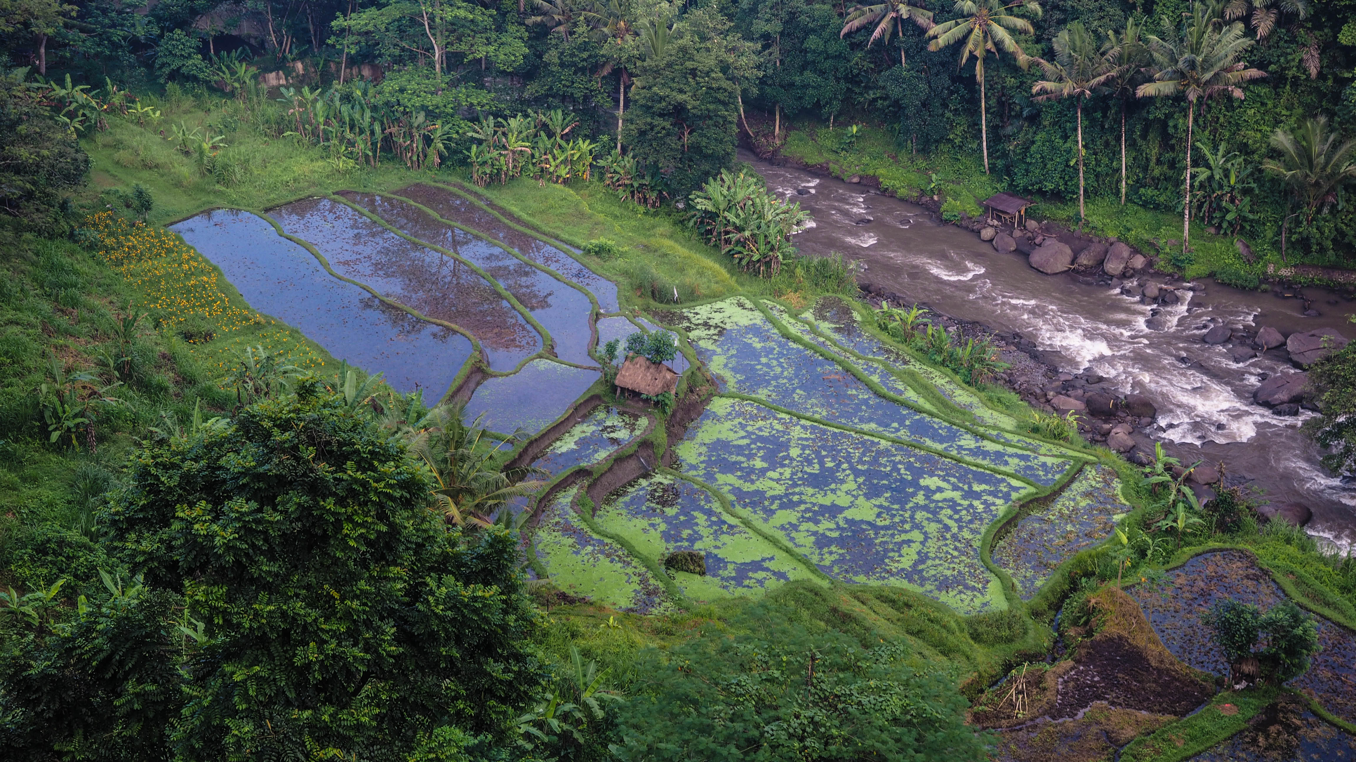 bali-ubud-travel-blog-jungle-retreat-kupu-kupu-barong-luxury-backpacking-solo-rice-fields