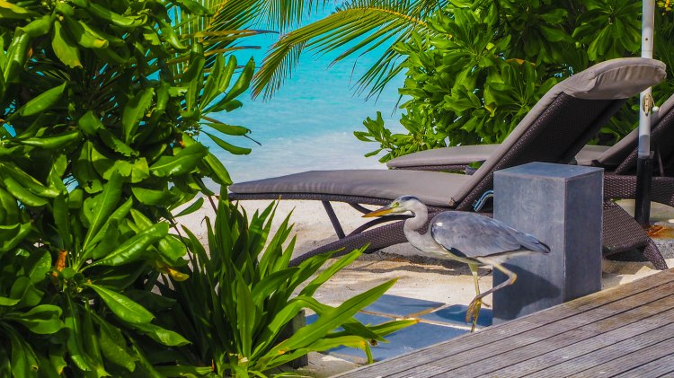 kandolhu-maldives-travel-blog-resort-solo-luxury